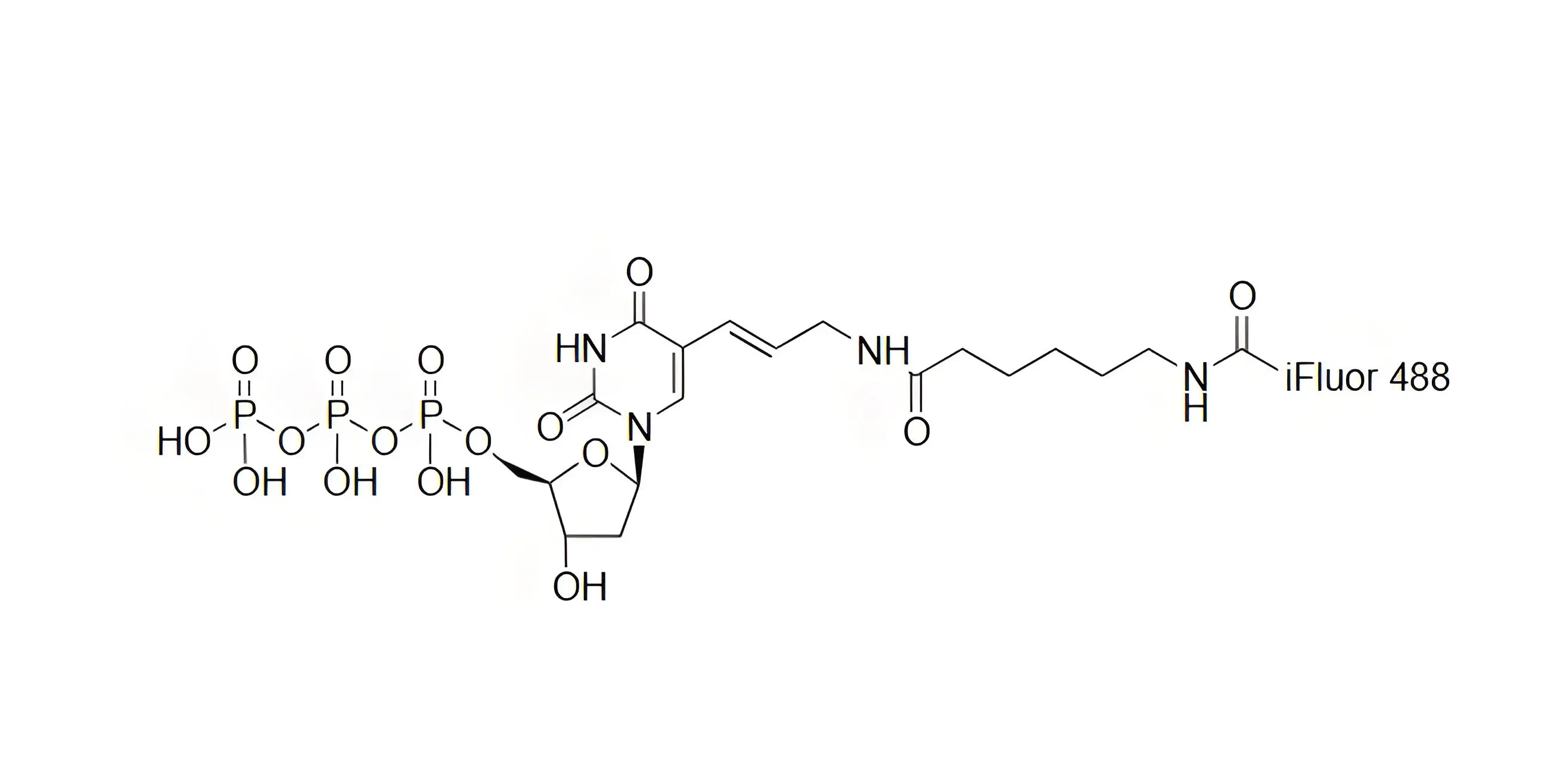 iFluor488-dUTP，iFluor488-脫氧尿苷三磷酸在dsDNA標(biāo)記中的應(yīng)用